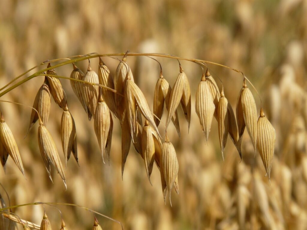 An ear of oats, growing in a field
